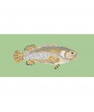 Elizabeth Bradley, The Fishes, BRINDLED GROUPER - 28x11 pollici Elizabeth Bradley - 9