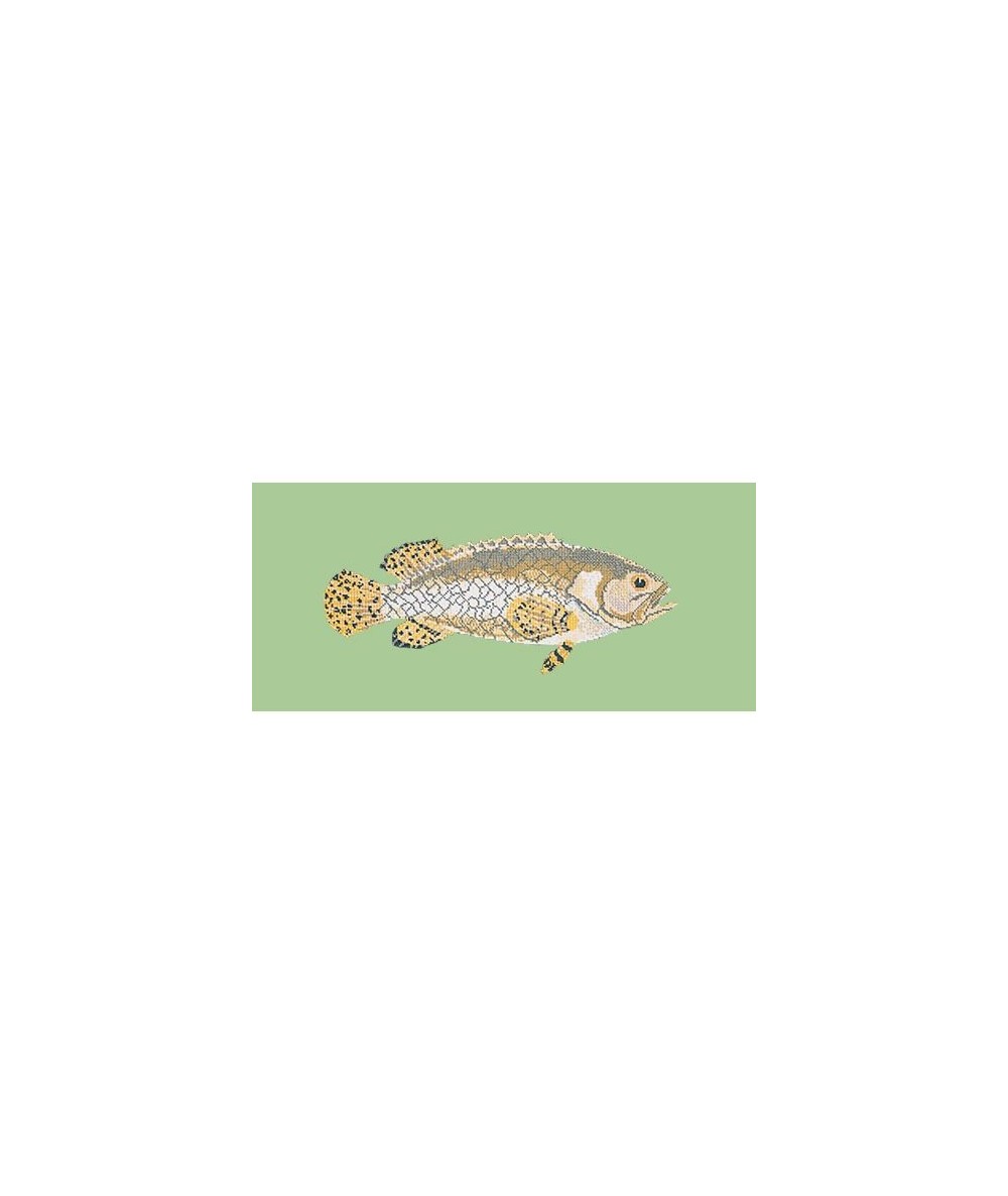 Elizabeth Bradley, The Fishes, BRINDLED GROUPER - 28x11 pollici Elizabeth Bradley - 9