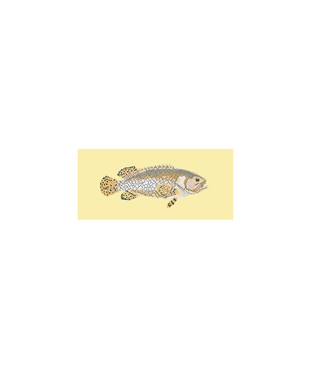Elizabeth Bradley, The Fishes, BRINDLED GROUPER - 28x11 pollici Elizabeth Bradley - 10