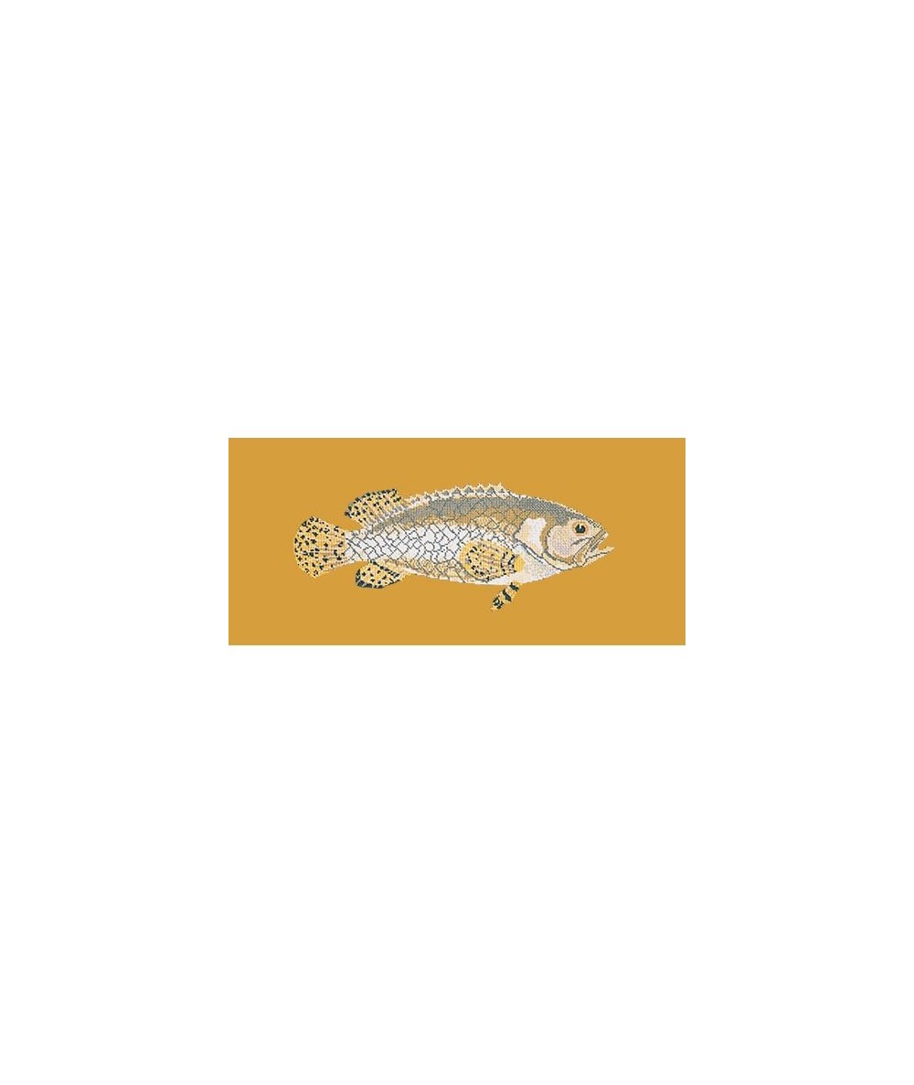 Elizabeth Bradley, The Fishes, BRINDLED GROUPER - 28x11 pollici Elizabeth Bradley - 13