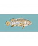 Elizabeth Bradley, The Fishes, BRINDLED GROUPER - 28x11 pollici Elizabeth Bradley - 15