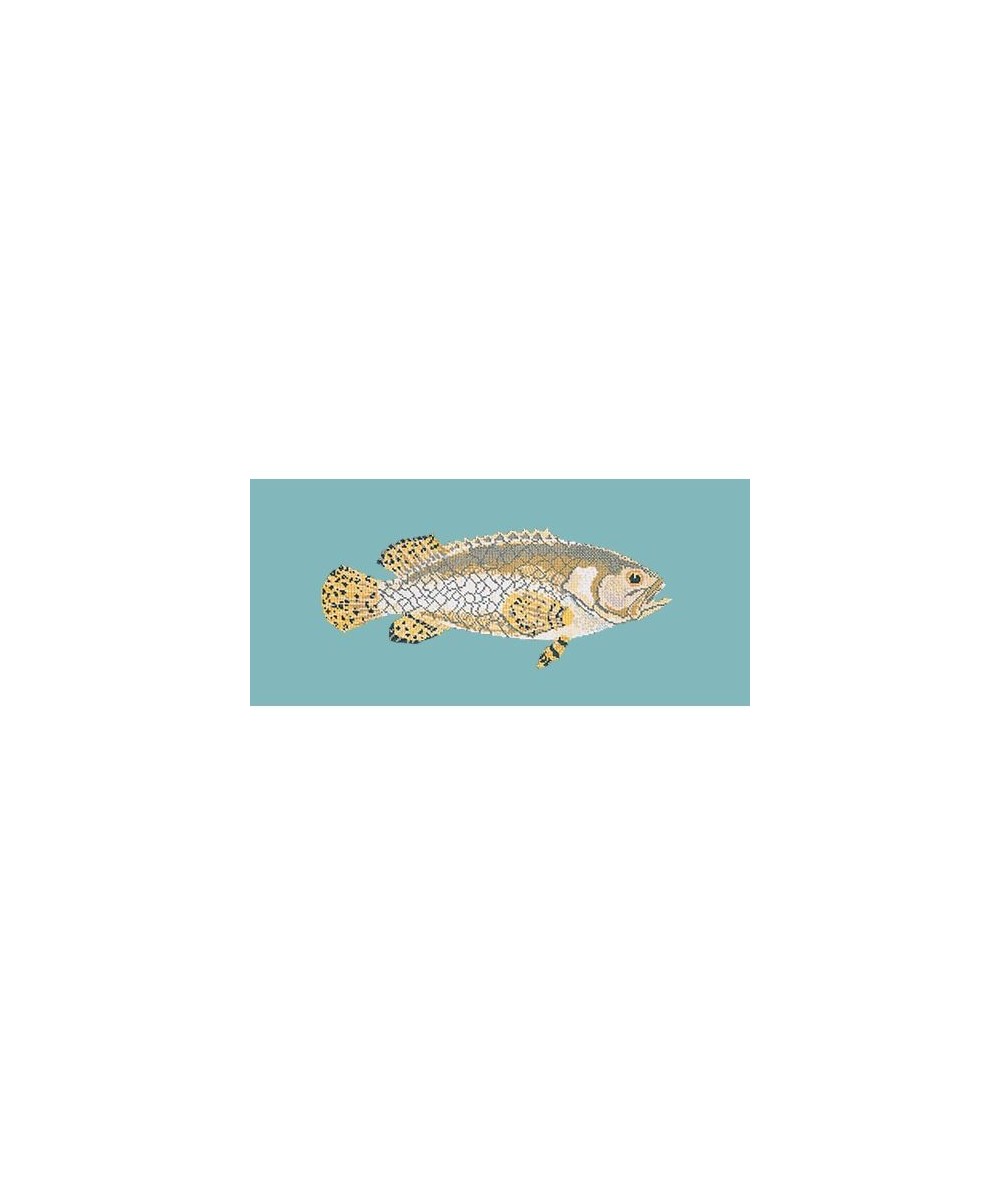 Elizabeth Bradley, The Fishes, BRINDLED GROUPER - 28x11 pollici Elizabeth Bradley - 15