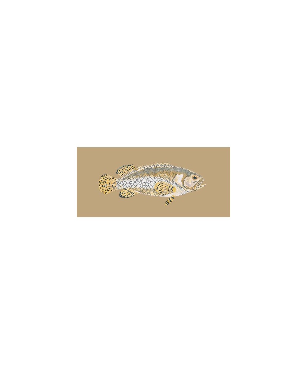 Elizabeth Bradley, The Fishes, BRINDLED GROUPER - 28x11 pollici Elizabeth Bradley - 17
