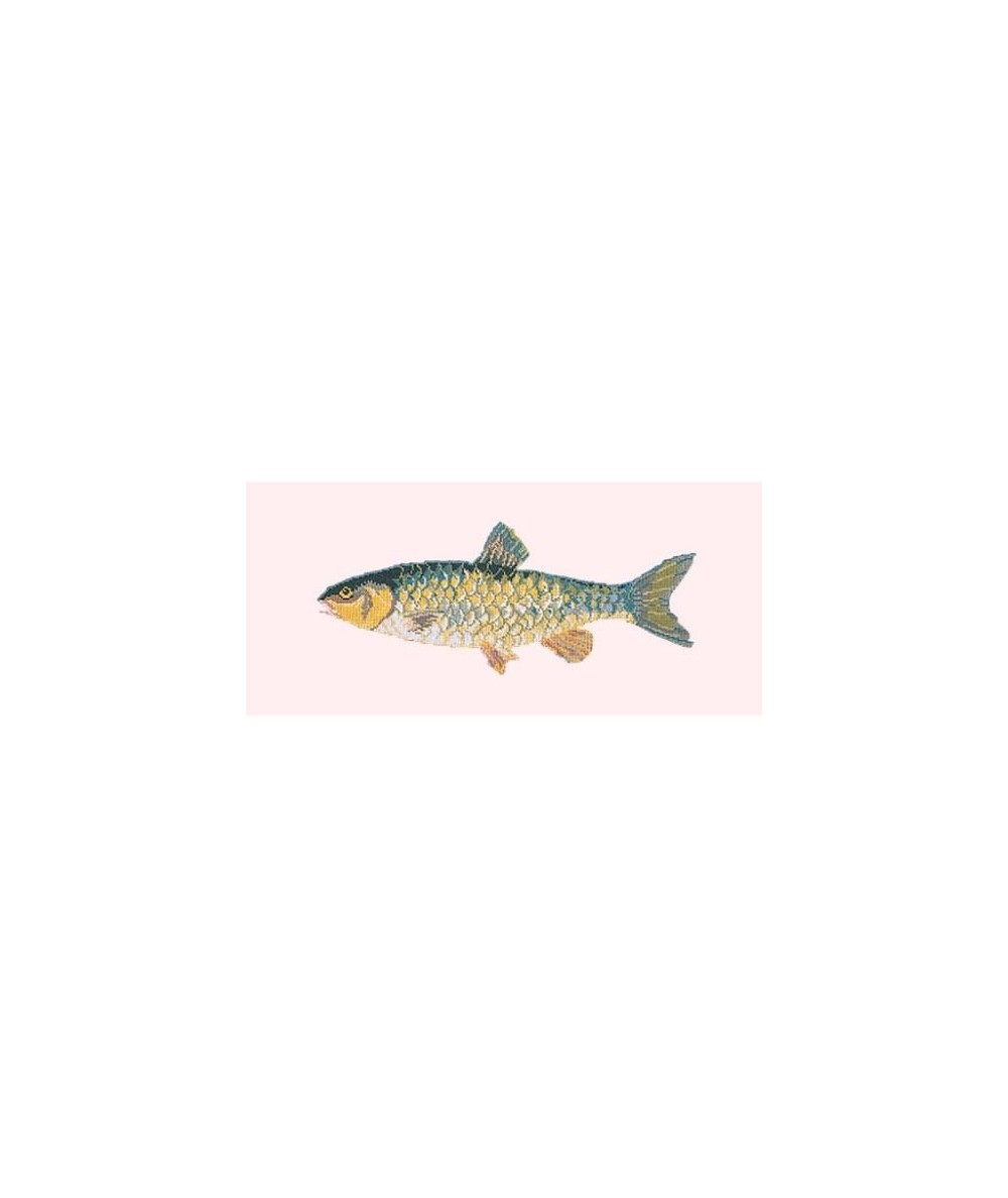 Elizabeth Bradley, The Fishes, FRESHWATER CHUB - 28x11 pollici Elizabeth Bradley - 2