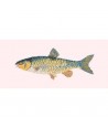 Elizabeth Bradley, The Fishes, FRESHWATER CHUB - 28x11 pollici Elizabeth Bradley - 2