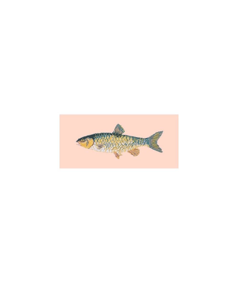 Elizabeth Bradley, The Fishes, FRESHWATER CHUB - 28x11 pollici Elizabeth Bradley - 3