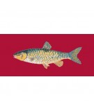 Elizabeth Bradley, The Fishes, FRESHWATER CHUB - 28x11 pollici Elizabeth Bradley - 4