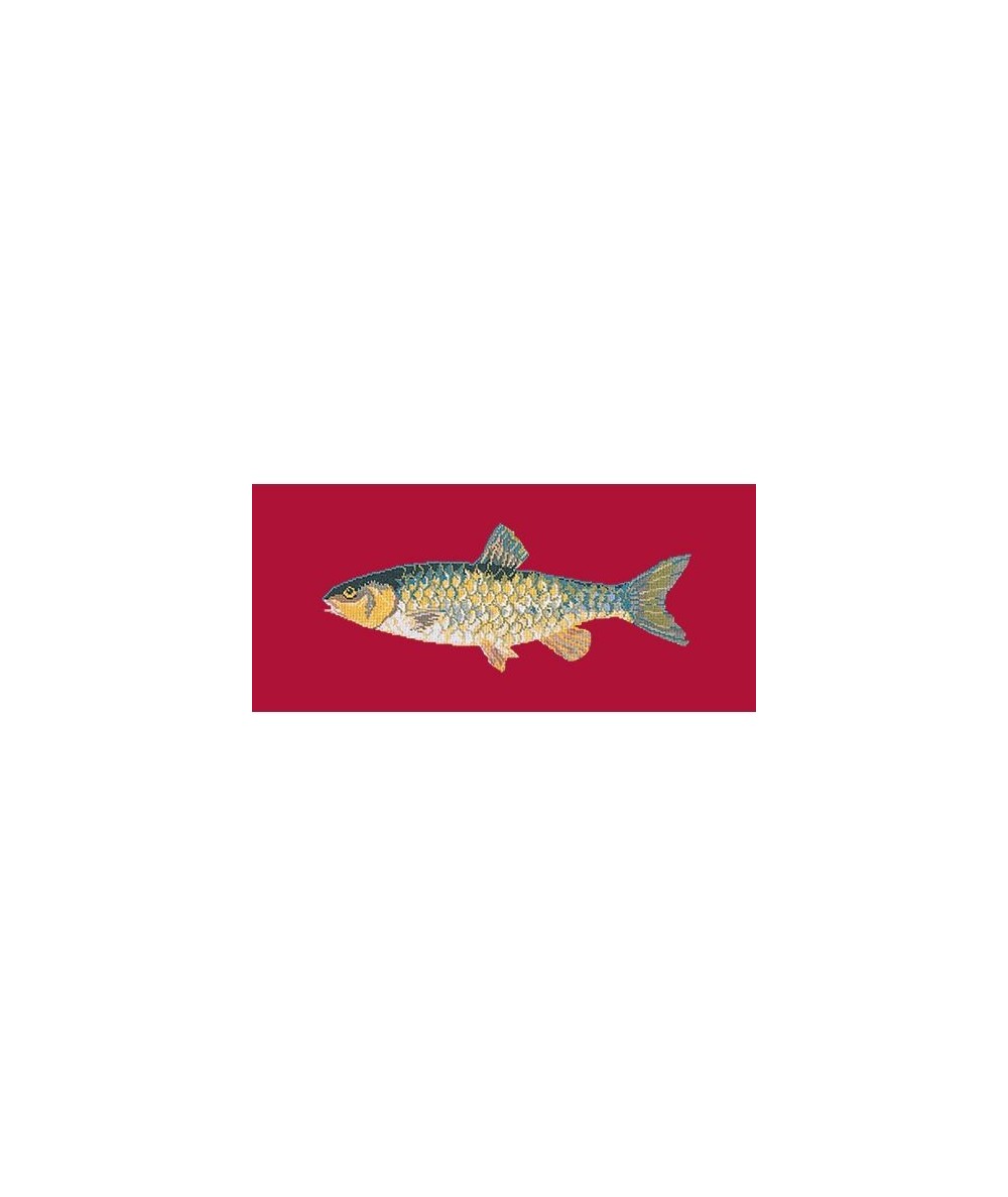 Elizabeth Bradley, The Fishes, FRESHWATER CHUB - 28x11 pollici Elizabeth Bradley - 4