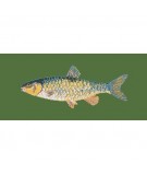 Elizabeth Bradley, The Fishes, FRESHWATER CHUB - 28x11 pollici Elizabeth Bradley - 6