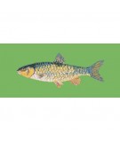 Elizabeth Bradley, The Fishes, FRESHWATER CHUB - 28x11 pollici Elizabeth Bradley - 7