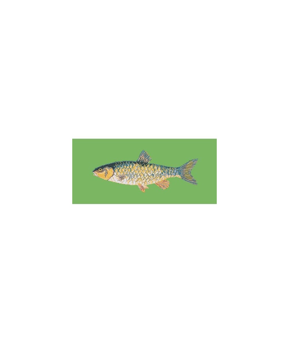 Elizabeth Bradley, The Fishes, FRESHWATER CHUB - 28x11 pollici Elizabeth Bradley - 7