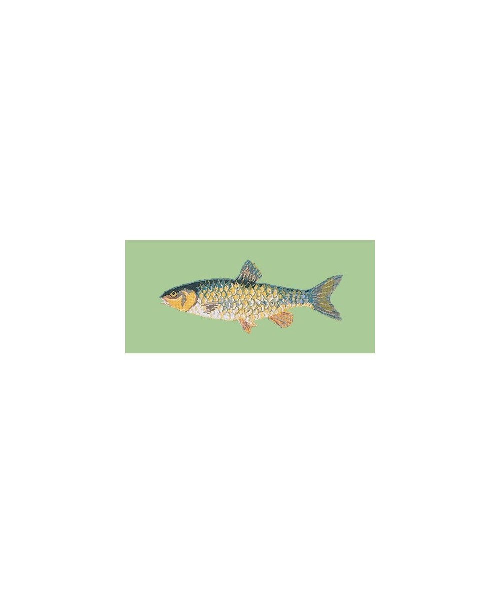 Elizabeth Bradley, The Fishes, FRESHWATER CHUB - 28x11 pollici Elizabeth Bradley - 9