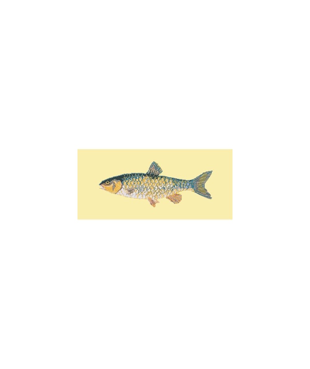 Elizabeth Bradley, The Fishes, FRESHWATER CHUB - 28x11 pollici Elizabeth Bradley - 10