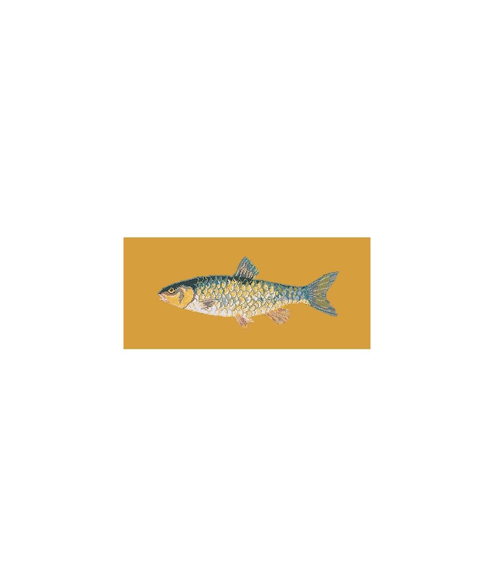 Elizabeth Bradley, The Fishes, FRESHWATER CHUB - 28x11 pollici Elizabeth Bradley - 13