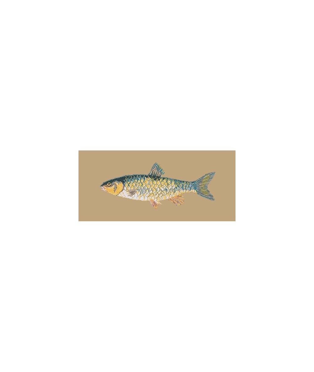 Elizabeth Bradley, The Fishes, FRESHWATER CHUB - 28x11 pollici Elizabeth Bradley - 17