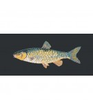 Elizabeth Bradley, The Fishes, FRESHWATER CHUB - 28x11 pollici Elizabeth Bradley - 18