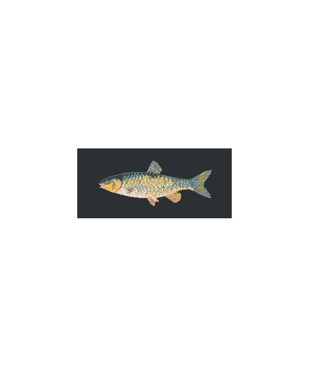 Elizabeth Bradley, The Fishes, FRESHWATER CHUB - 28x11 pollici Elizabeth Bradley - 18