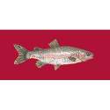 Elizabeth Bradley, The Fishes, RAIMBOW TROUT - 28x11 pollici Elizabeth Bradley - 4