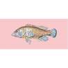 Elizabeth Bradley, The Fishes, VERMILION SEABASS - 28x11 pollici Elizabeth Bradley - 2