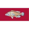 Elizabeth Bradley, The Fishes, VERMILION SEABASS - 28x11 pollici Elizabeth Bradley - 4