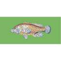 Elizabeth Bradley, The Fishes, VERMILION SEABASS - 28x11 pollici Elizabeth Bradley - 7