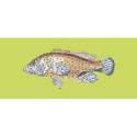 Elizabeth Bradley, The Fishes, VERMILION SEABASS - 28x11 pollici Elizabeth Bradley - 8