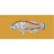 Elizabeth Bradley, The Fishes, VERMILION SEABASS - 28x11 pollici Elizabeth Bradley - 13