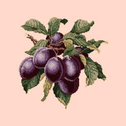 Elizabeth Bradley, Botanical Fruits, PLUMS - 16x16 pollici Elizabeth Bradley - 1