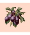 Elizabeth Bradley, Botanical Fruits, PLUMS - 16x16 pollici Elizabeth Bradley - 1