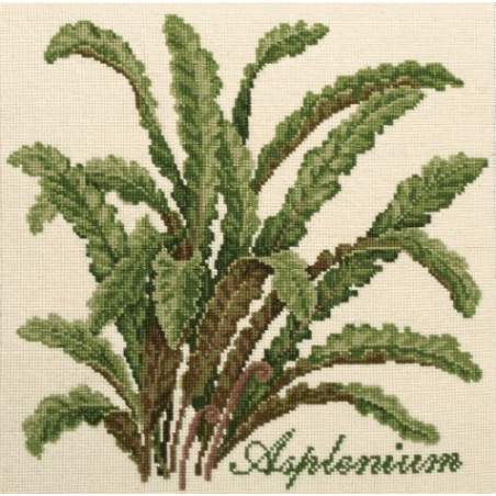 Elizabeth Bradley, Shade Garden, ASPLENIUM - 16x16 pollici Elizabeth Bradley - 1