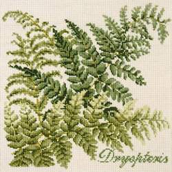 Elizabeth Bradley, Shade Garden, DRYOPTERIS - 16x16 pollici Elizabeth Bradley - 1