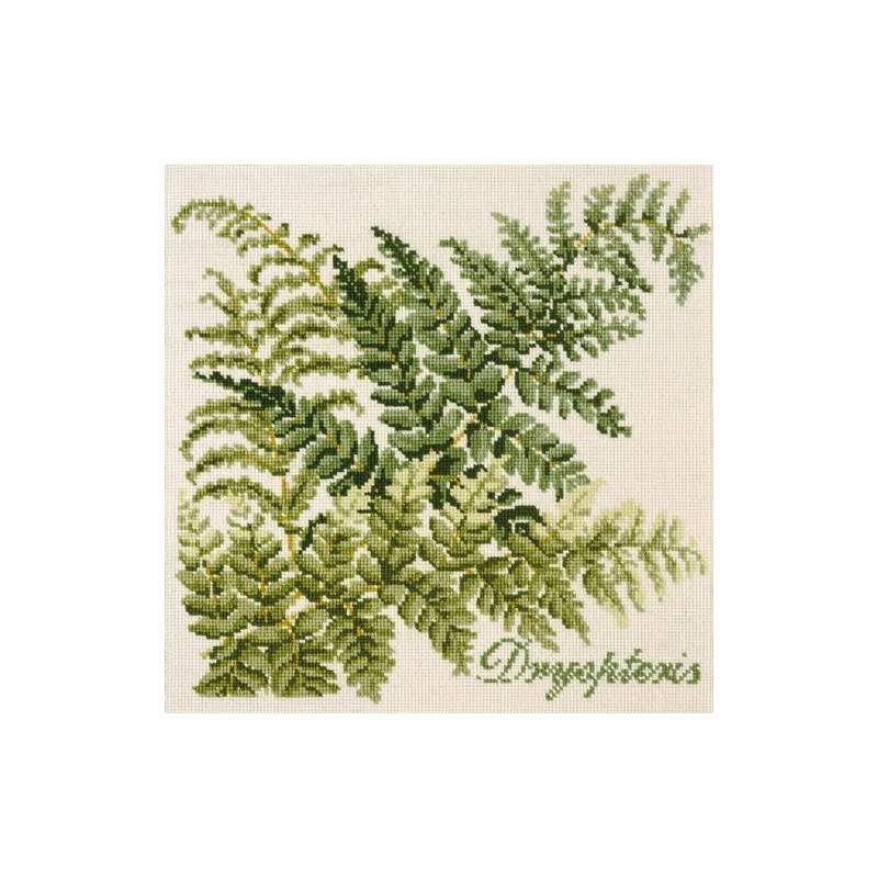 Elizabeth Bradley, Shade Garden, DRYOPTERIS - 16x16 pollici Elizabeth Bradley - 1