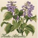 Elizabeth Bradley, Shade Garden, HOSTA ATLANTIS - 16x16 pollici Elizabeth Bradley - 1
