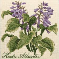 Elizabeth Bradley, Shade Garden, HOSTA ATLANTIS - 16x16 pollici Elizabeth Bradley - 1