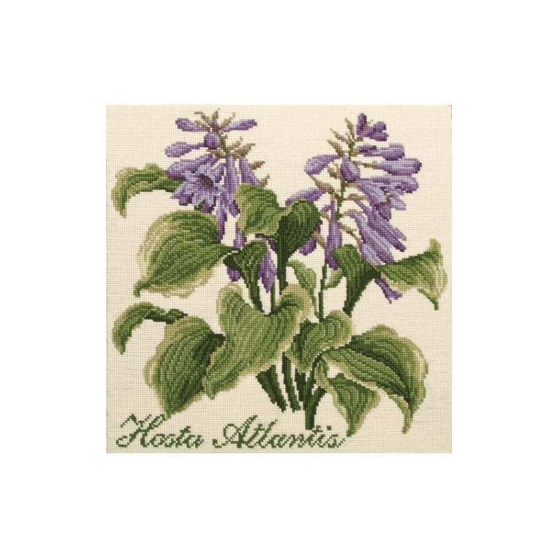 Elizabeth Bradley, Shade Garden, HOSTA ATLANTIS - 16x16 pollici Elizabeth Bradley - 1