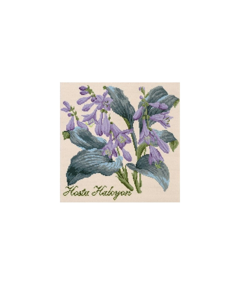 Elizabeth Bradley, Shade Garden, HOSTA HALCYON - 16x16 pollici Elizabeth Bradley - 1