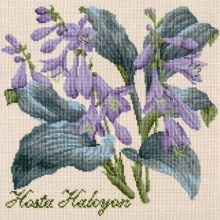 Elizabeth Bradley, Shade Garden, HOSTA HALCYON - 16x16 pollici Elizabeth Bradley - 1