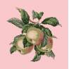 Elizabeth Bradley, Botanical Fruits, APPLES - 16x16 pollici Elizabeth Bradley - 2