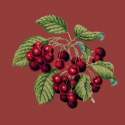 Elizabeth Bradley, Botanical Fruits, CHERRIES - 16x16 pollici Elizabeth Bradley - 5
