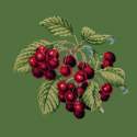 Elizabeth Bradley, Botanical Fruits, CHERRIES - 16x16 pollici Elizabeth Bradley - 6
