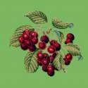 Elizabeth Bradley, Botanical Fruits, CHERRIES - 16x16 pollici Elizabeth Bradley - 7