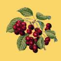 Elizabeth Bradley, Botanical Fruits, CHERRIES - 16x16 pollici Elizabeth Bradley - 11