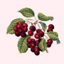 Elizabeth Bradley, Botanical Fruits, CHERRIES - 16x16 pollici Elizabeth Bradley - 12