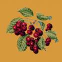 Elizabeth Bradley, Botanical Fruits, CHERRIES - 16x16 pollici Elizabeth Bradley - 13