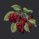 Elizabeth Bradley, Botanical Fruits, CHERRIES - 16x16 pollici Elizabeth Bradley - 18