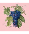 Elizabeth Bradley, Botanical Fruits, GRAPES - 16x16 pollici Elizabeth Bradley - 2