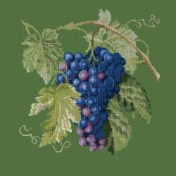 Elizabeth Bradley, Botanical Fruits, GRAPES - 16x16 pollici Elizabeth Bradley - 6