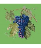 Elizabeth Bradley, Botanical Fruits, GRAPES - 16x16 pollici Elizabeth Bradley - 7