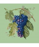 Elizabeth Bradley, Botanical Fruits, GRAPES - 16x16 pollici Elizabeth Bradley - 9
