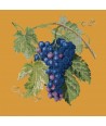 Elizabeth Bradley, Botanical Fruits, GRAPES - 16x16 pollici Elizabeth Bradley - 13